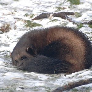 Wolverine in the Show at Whipsnade, 07/12/12