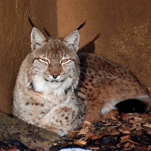 European Lynx at Whipsnade, 07/12/12