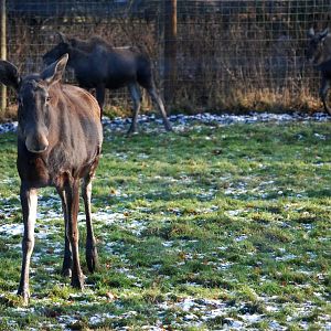 European Moose at Whipsnade, 07/12/12