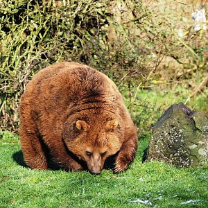 European Brown Bear at Whipsnade, 07/12/12