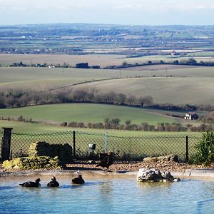 Eiders with a View at Whipsnade, 07/12/12