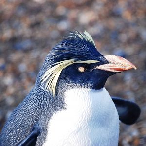 Northern Rockhopper Penguin at Whipsnade, 07/12/12