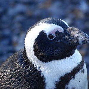 Black-footed Penguin at Whipsnade, 07/12/12