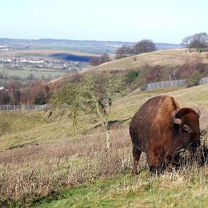 Bison Hill at Whipsnade, 07/12/12