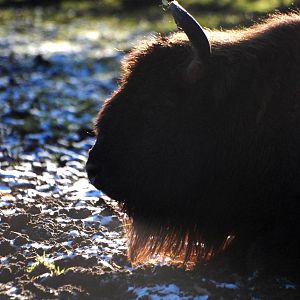 European Bison at Whipsnade, 07/12/12