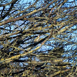 Wild Green Woodpecker at Whipsnade, 07/12/12