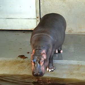 Common Hippo Youngster at Whipsnade, 07/12/12