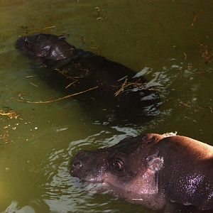 Pygmy Hippo with Youngster at Whipsnade, 07/12/12