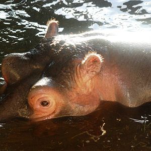 Common Hippo at Whipsnade, 07/12/12
