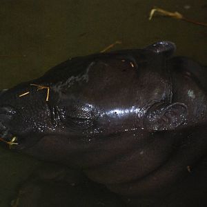 Pygmy Hippo Youngster at Whipsnade, 07/12/12