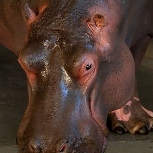 Common Hippo at Whipsnade, 07/12/12