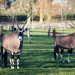 Gemsbok at Whipsnade, 07/12/12