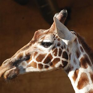 Reticulated Giraffe at Whipsnade, 07/12/12