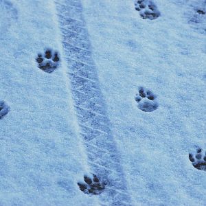 Prints on a Snowy Path at Whipsnade, 07/12/12