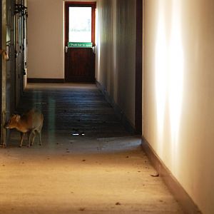 Antelope House Interior at Whipsnade, 07/12/12