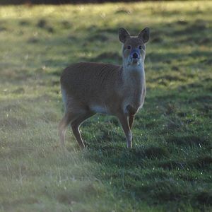 Chinese Water Deer at Whipsnade, 07/12/12
