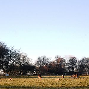 Paddock View at Whipsnade, 07/12/12
