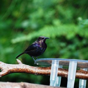 Copper Sunbird at Whipsnade, 07/12/12