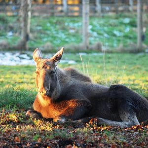 European Moose Youngster at Whipsnade, 07/12/12