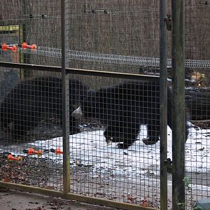 Sri Lankan Sloth Bears at Whipsnade, 07/12/12