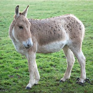 Onager at Whipsnade, 07/12/12