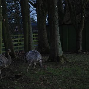 Darwin's Rheas at Dusk at Whipsnade, 07/12/12