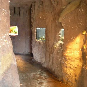 Giant Tree Slide Exhibits