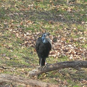 Northern Ground Hornbill
