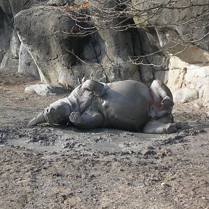 White Rhino wallowing in the mud