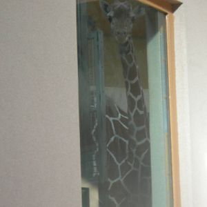kesi the new female giraffe peeking through the window