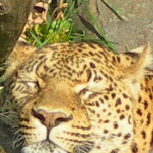 African leopard sleeping