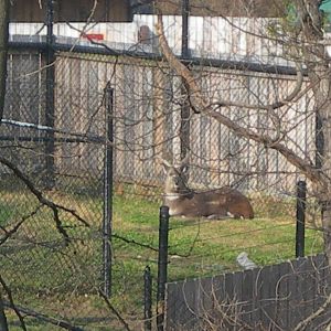 Male sitatunga in off display area