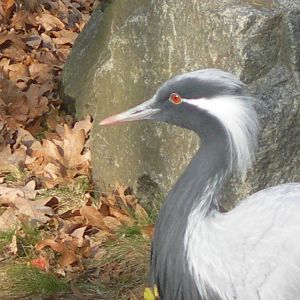 Demoiselle Crane
