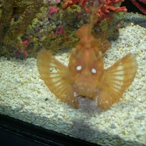 Weedy scorpionfish