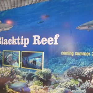 Blacktip Reef Sign