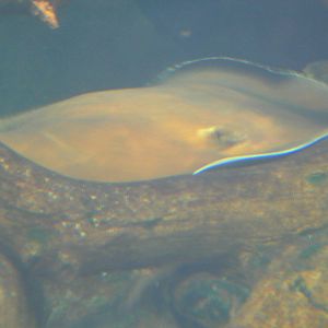 Freshwater whipray