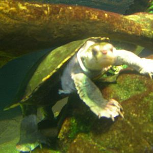 Irwin's snapping Turtle (Maybe?)