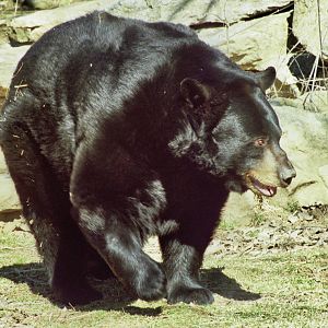 Scanned Columbus Zoo Photos 2006