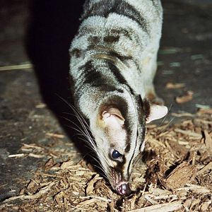 Scanned Columbus Zoo Photos 2006