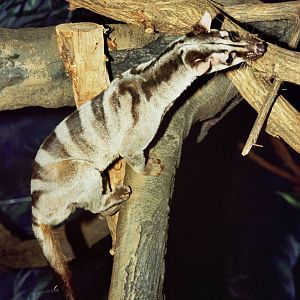 Scanned Columbus Zoo Photos 2006