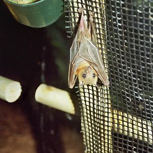 Scanned Columbus Zoo Photos 2006