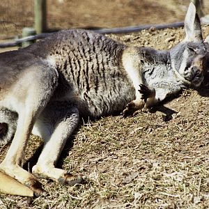 Scanned Columbus Zoo Photos 2006