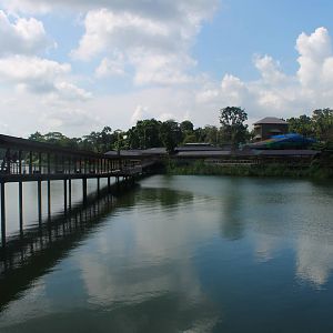 Bridge to Wild Amazonia
