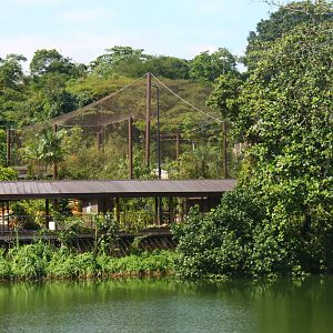 Wild Amazonia - Squirrel Monkey Forest