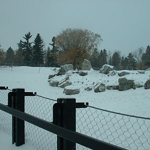 Bighorn Sheep Enclosure - Nov 2012