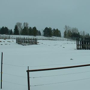Sichuan Takin Enclosure - Nov 2012