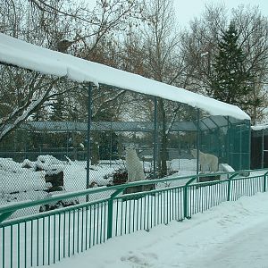 Arctic Wolf Enclosure - Nov 2012