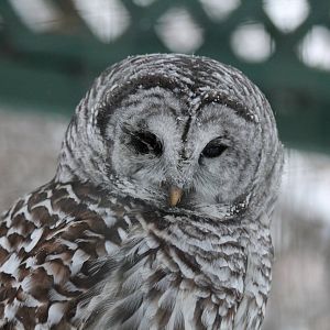 Barred Owl - Nov 2012