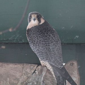 Tundra Peregrine Falcon - Nov 2012