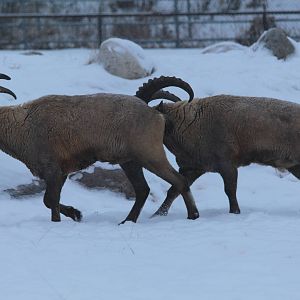 West Caucasian Tur - Nov 2012